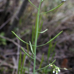 Photographie n°731825 du taxon Arabidopsis thaliana (L.) Heynh.