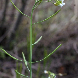 Photographie n°731826 du taxon Arabidopsis thaliana (L.) Heynh.