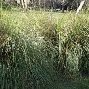 Photographie n°731870 du taxon Cortaderia selloana (Schult. & Schult.f.) Asch. & Graebn.