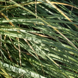 Photographie n°731875 du taxon Cortaderia selloana (Schult. & Schult.f.) Asch. & Graebn.