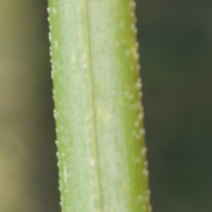 Photographie n°731879 du taxon Cortaderia selloana (Schult. & Schult.f.) Asch. & Graebn.