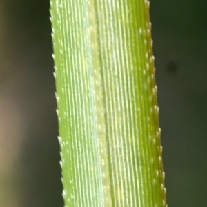 Photographie n°731880 du taxon Cortaderia selloana (Schult. & Schult.f.) Asch. & Graebn.