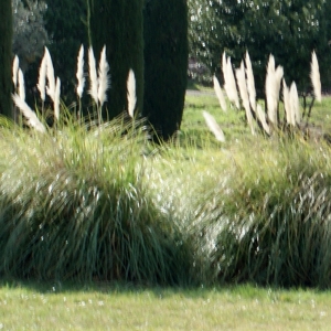 Photographie n°731883 du taxon Cortaderia selloana (Schult. & Schult.f.) Asch. & Graebn.