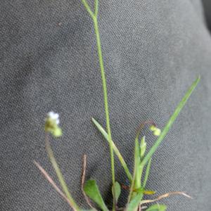 Photographie n°731886 du taxon Erophila verna (L.) Chevall.