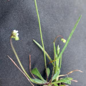 Photographie n°731887 du taxon Erophila verna (L.) Chevall.