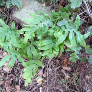 Photographie n°731896 du taxon Polypodium cambricum L. [1753]