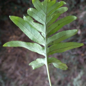 Photographie n°731904 du taxon Polypodium cambricum L. [1753]