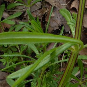 Photographie n°732000 du taxon Galium aparine L. [1753]