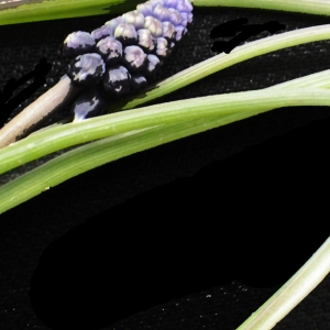 Photographie n°732338 du taxon Muscari neglectum Guss. ex Ten. [1842]