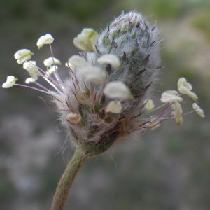 Photographie n°732343 du taxon Plantago lagopus L.