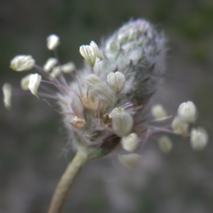 Photographie n°732344 du taxon Plantago lagopus L.