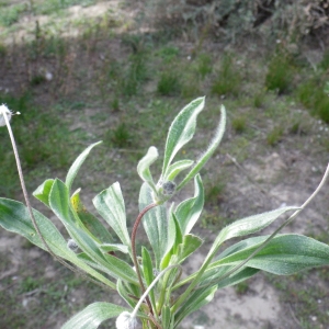 Photographie n°732345 du taxon Plantago lagopus L.