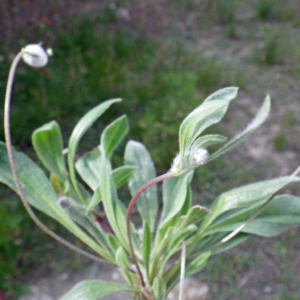 Photographie n°732346 du taxon Plantago lagopus L.