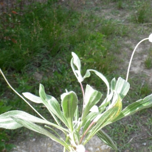 Photographie n°732347 du taxon Plantago lagopus L.