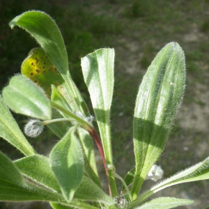 Photographie n°732349 du taxon Plantago lagopus L.