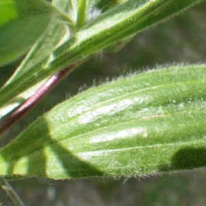 Photographie n°732350 du taxon Plantago lagopus L.
