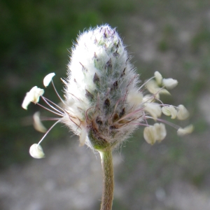 Photographie n°732351 du taxon Plantago lagopus L.