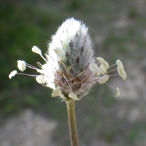 Photographie n°732353 du taxon Plantago lagopus L.