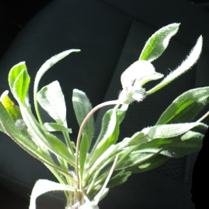Photographie n°732354 du taxon Plantago lagopus L.