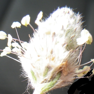 Photographie n°732355 du taxon Plantago lagopus L.
