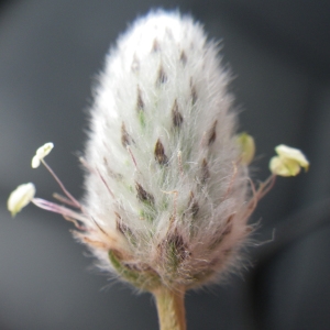 Photographie n°732356 du taxon Plantago lagopus L.
