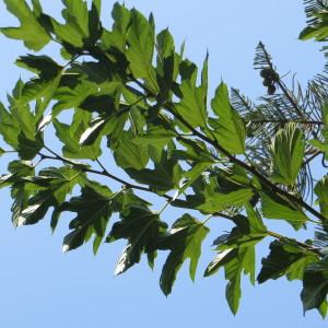 Photographie n°732835 du taxon Morus kagayamae Koidz. [1915]