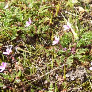 Photographie n°732990 du taxon Erodium cicutarium (L.) L'Hér. [1789]