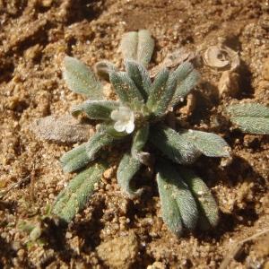 Photographie n°733200 du taxon Buglossoides arvensis subsp. arvensis