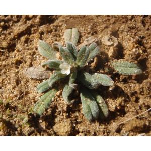 Lithospermum arvense L. subsp. arvense (Grémil des champs)