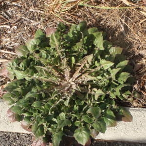 Barkhausia rhoeadifolia (M.Bieb.) M.Bieb. (Crépide à feuilles de pavot)