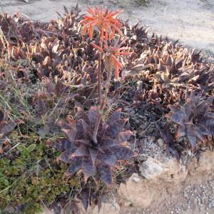 Photographie n°733303 du taxon Aloe maculata All. [1773]