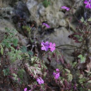 Photographie n°733386 du taxon Geranium robertianum L. [1753]