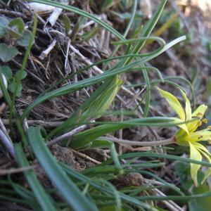 Photographie n°733392 du taxon Gagea villosa (M.Bieb.) Sweet [1826]