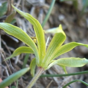 Photographie n°733396 du taxon Gagea villosa (M.Bieb.) Sweet [1826]