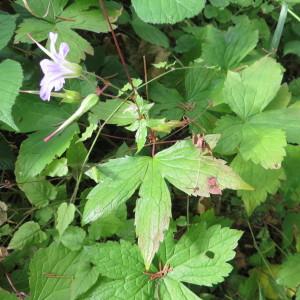 Photographie n°733459 du taxon Geranium nodosum L.