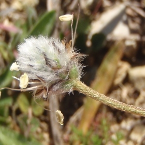 Photographie n°733466 du taxon Plantago lagopus L. [1753]