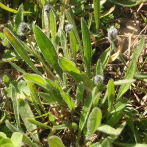 Photographie n°733467 du taxon Plantago lagopus L. [1753]
