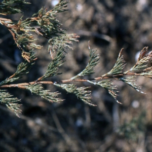 Photographie n°733488 du taxon Myriolimon ferulaceum (L.) Lledó, Erben & M.B.Crespo [2005]