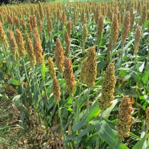 Photographie n°733653 du taxon Sorghum bicolor (L.) Moench [1794]