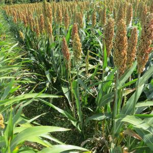 Photographie n°733654 du taxon Sorghum bicolor (L.) Moench [1794]