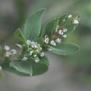 Photographie n°733770 du taxon Polygonum aviculare L. [1753]