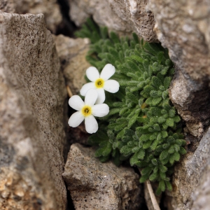 Photographie n°733772 du taxon Androsace cylindrica subsp. hirtella (Dufour) Greuter & Burdet [1987]