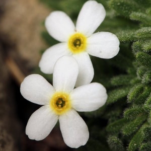 Photographie n°733773 du taxon Androsace cylindrica subsp. hirtella (Dufour) Greuter & Burdet [1987]