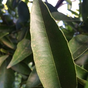 Citrus aurantiifolia (Christm.) Swingle (Limettier)