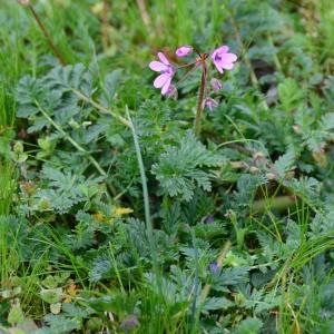 Photographie n°734004 du taxon Erodium cicutarium (L.) L'Hér. [1789]