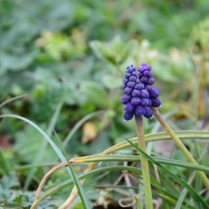 Photographie n°734005 du taxon Muscari neglectum Guss. ex Ten. [1842]