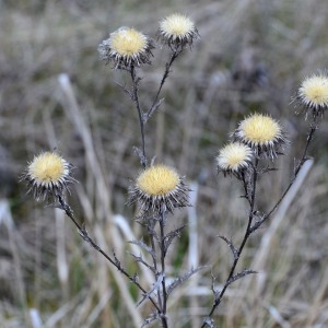 Photographie n°734016 du taxon Carlina vulgaris L. [1753]