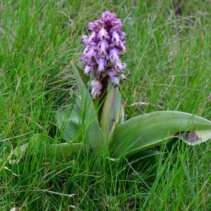 Photographie n°734017 du taxon Himantoglossum robertianum (Loisel.) P.Delforge [1999]