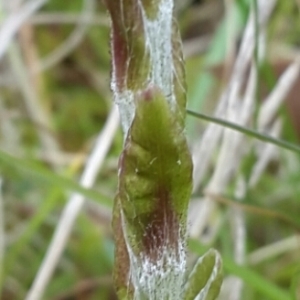 Photographie n°734073 du taxon Tussilago farfara L.