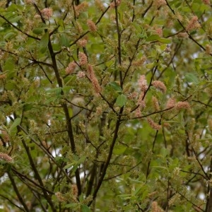 Photographie n°734127 du taxon Salix cinerea L. [1753]